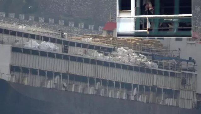 Utanç tablosu Türkiye’den! İnekler susuzluktan boruları yaladı