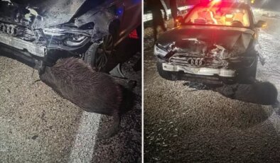 Sinop Belediye Başkanı’nın makam aracı domuz sürüsüne çarptı