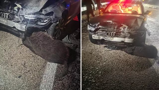 Sinop Belediye Başkanı’nın makam aracı domuz sürüsüne çarptı