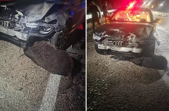 Sinop Belediye Başkanı’nın makam aracı domuz sürüsüne çarptı