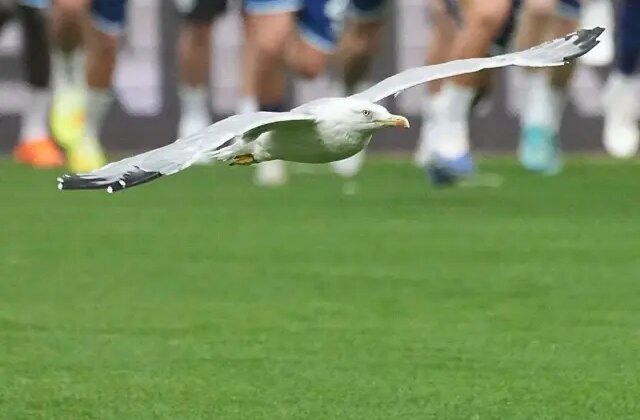 Beşiktaş-Samsunspor maçına damga vuran davetsiz misafir! Akıllara Süleyman Seba’nın sözleri geldi