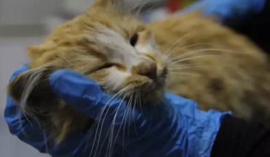 Bir il diken üstünde! Kedide AIDS tespit edildi