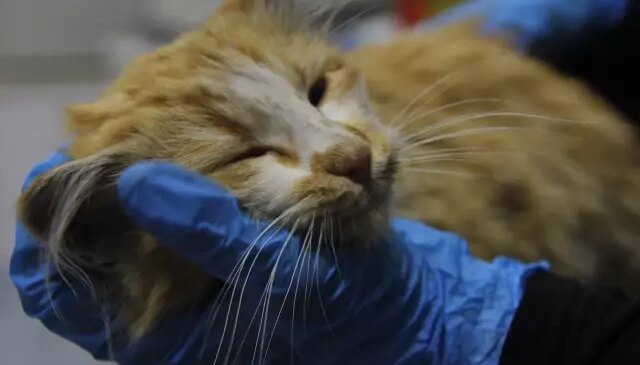 Bir il diken üstünde! Kedide AIDS tespit edildi