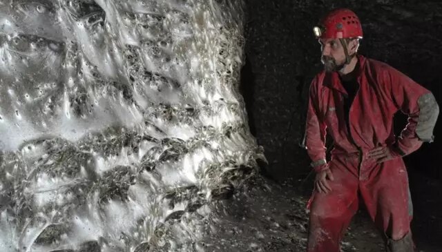 Dünyanın en büyük örümcek ağı keşfedildi