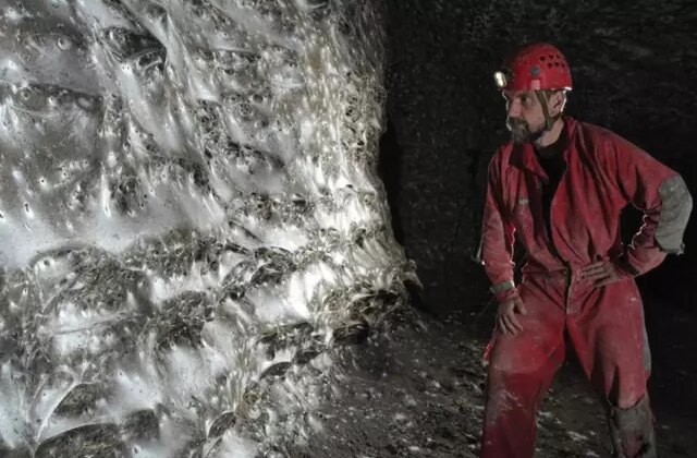 Dünyanın en büyük örümcek ağı keşfedildi