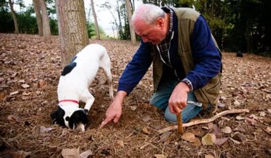 Dünyanın en pahalı lezzeti! Ormanlarda köpeklerle aranarak bulunuyor, kilosu 345 bin TL’den satılıyor
