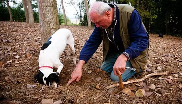Dünyanın en pahalı lezzeti! Ormanlarda köpeklerle aranarak bulunuyor, kilosu 345 bin TL’den satılıyor