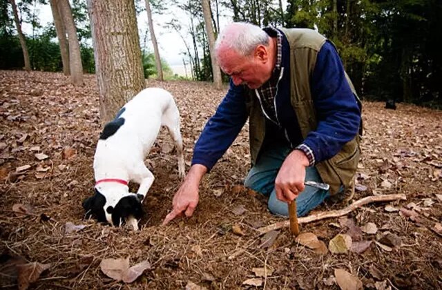 Dünyanın en pahalı lezzeti! Ormanlarda köpeklerle aranarak bulunuyor, kilosu 345 bin TL’den satılıyor