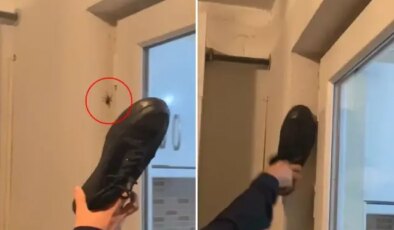Duvardaki örümceğe ayakkabı ile vurdu, sonrasında olanlara inanamadı