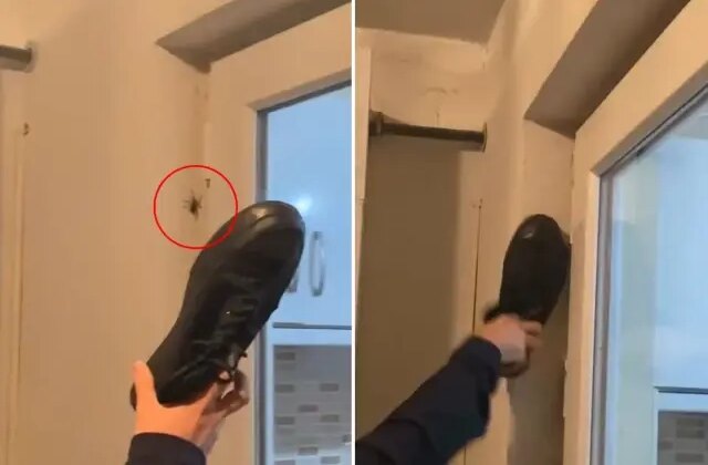 Duvardaki örümceğe ayakkabı ile vurdu, sonrasında olanlara inanamadı