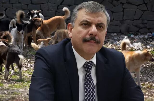 Erzurum Valisi Çiftçi: İl genelindeki sahipsiz hayvanların hepsi toplandı