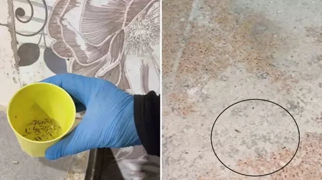 Fırın denetiminde mide bulandıran görüntüler, zabıta böcek çeşitlerini saymakla bitiremedi