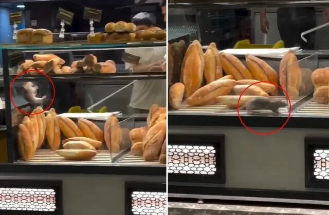 Fırında mide bulandıran görüntü: Dükkan sahibini 10 bin dolarlık teklif kurtaramadı