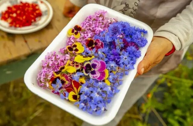 Gastronomide yeni trend: Yenilebilir çiçekler gündemde