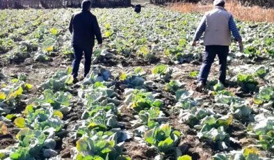 Tarlalarda hırsızlık alarmı! Köylüler nöbete başladı