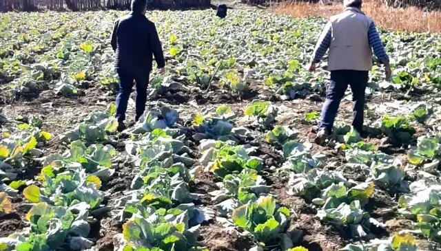 Tarlalarda hırsızlık alarmı! Köylüler nöbete başladı