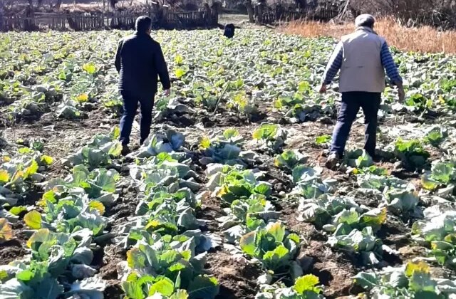 Tarlalarda hırsızlık alarmı! Köylüler nöbete başladı