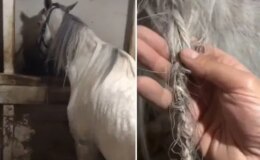 Görüntü Türkiye’den: Ahıra giden vatandaş, gördüğü manzara karşısında şaşkına döndü