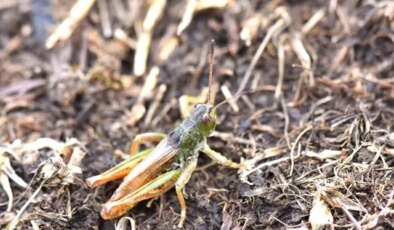 Karadeniz’de yeni bir çekirge türü keşfetti