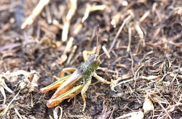 Karadeniz’de yeni bir çekirge türü keşfetti