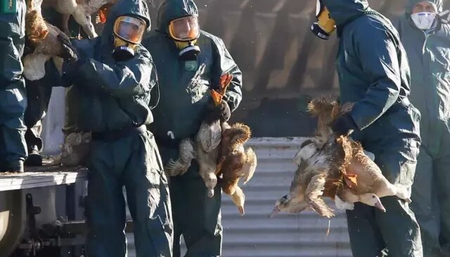 Yeni salgın alarmı! “H5N5” kuş gribinin bulaştığı ilk insan öldü