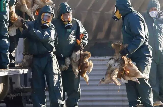 Yeni salgın alarmı! “H5N5” kuş gribinin bulaştığı ilk insan öldü