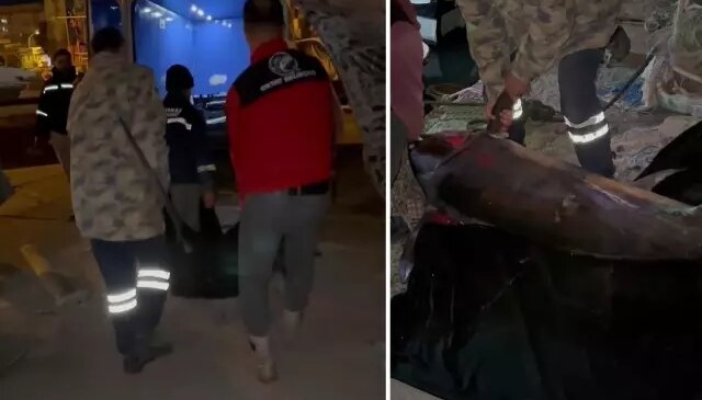 Yakalamak için 2 buçuk saat uğraşıldı, 65 bin TL’ye satıldı
