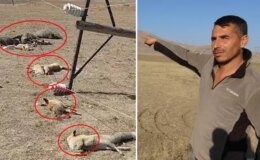 Hayvan otlatırken gördüğü manzara karşısında dehşete düştü