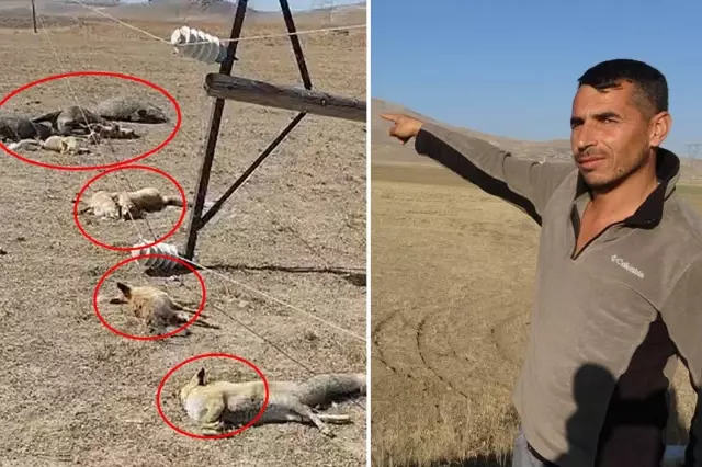 hayvan otlatirken gordugu manzara karsisinda 19301414 1898 o