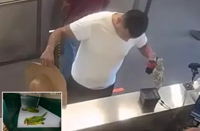 İç çamaşırında kaçak papağanlarla sınırı geçmeye çalıştı