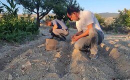 İlçede ‘kırmızı altın’ mucizesi! İlk hasadında 150 gram ürün elde etti