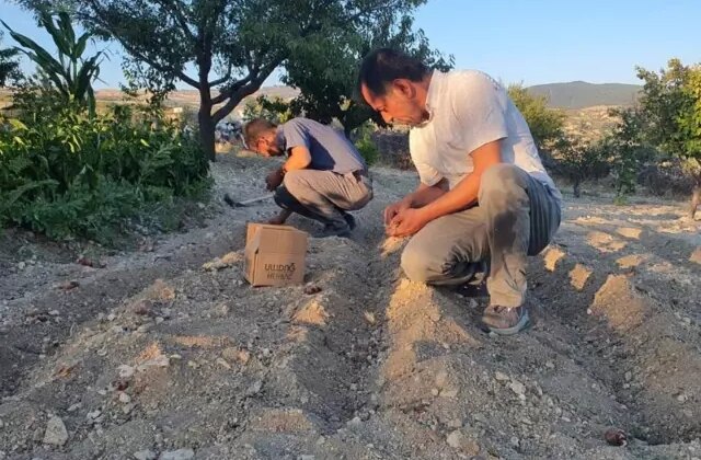 İlçede ‘kırmızı altın’ mucizesi! İlk hasadında 150 gram ürün elde etti