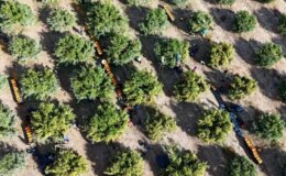 İşçilerin grevi meyveyi dalında bıraktı! Kilosu 3 liraya kadar geriledi