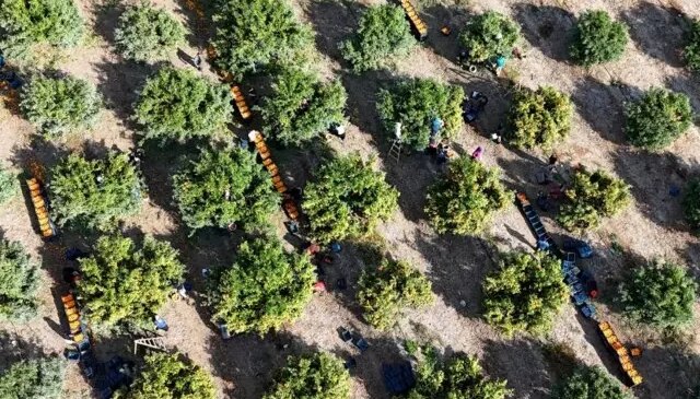 İşçilerin grevi meyveyi dalında bıraktı! Kilosu 3 liraya kadar geriledi