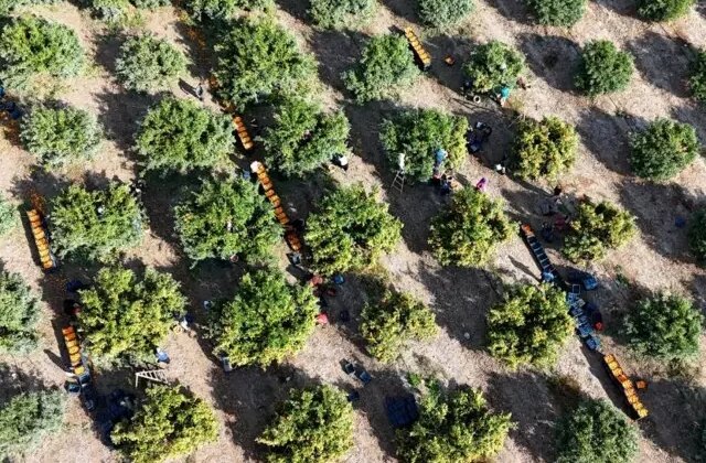 İşçilerin grevi meyveyi dalında bıraktı! Kilosu 3 liraya kadar geriledi