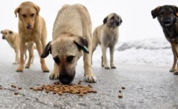 İstanbul Valiliği duyurdu: Sokak köpeklerini kontrolsüz beslemek yasaklandı