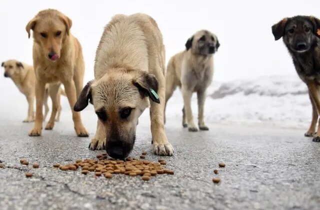 İstanbul Valiliği duyurdu: Sokak köpeklerini kontrolsüz beslemek yasaklandı