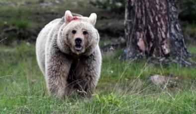 Japonya, ayı saldırılarına karşı polis memurlarına silah kullanma izni verdi