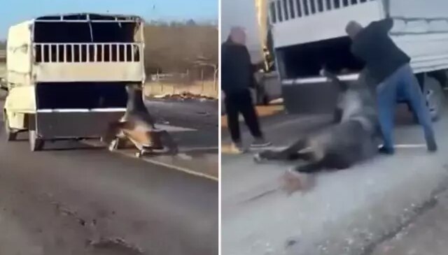 Kamyonetin arkasına bağladığı atı dakikalarca sürükledi