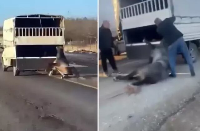 Kamyonetin arkasına bağladığı atı dakikalarca sürükledi