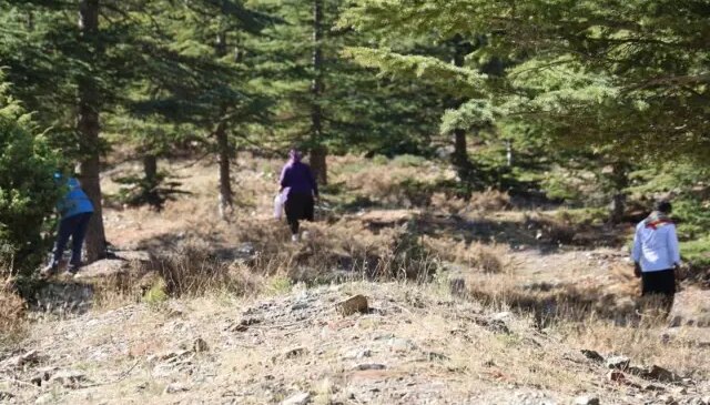 Kilosu etle yarışıyor! Japonların gözdesi “beyaz altın”da hasat başladı