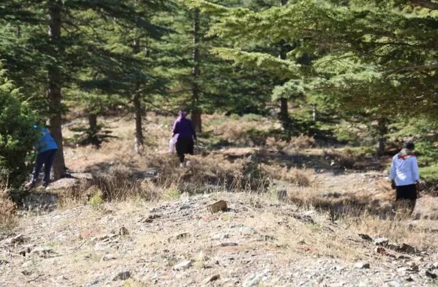 Kilosu etle yarışıyor! Japonların gözdesi “beyaz altın”da hasat başladı