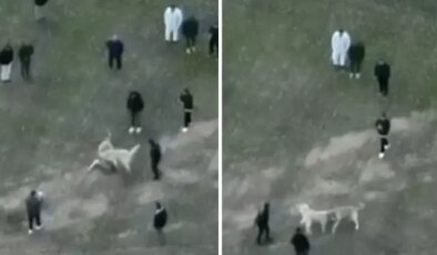 Köpek dövüşü düzenleyen şahıslar jandarma dronu ile yakalandı