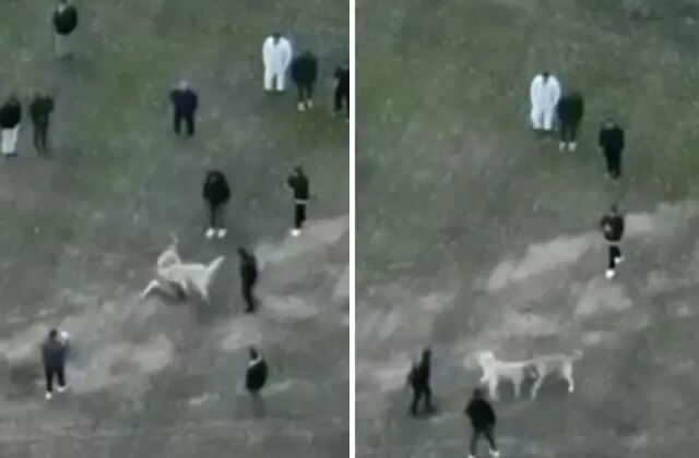 Köpek dövüşü düzenleyen şahıslar jandarma dronu ile yakalandı