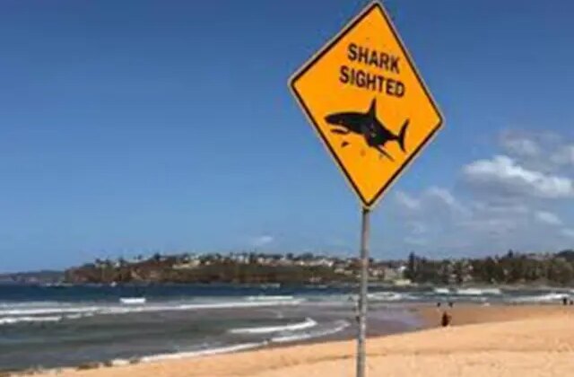Avustralya’da köpekbalığı saldırısı:1 kadın hayatını kaybetti