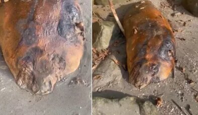 Marmara sahiline vuran gizemli canlı! Kimse ne olduğunu anlamadı