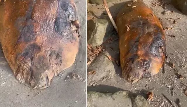 Marmara sahiline vuran gizemli canlı! Kimse ne olduğunu anlamadı