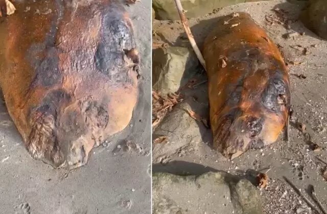 Marmara sahiline vuran gizemli canlı! Kimse ne olduğunu anlamadı