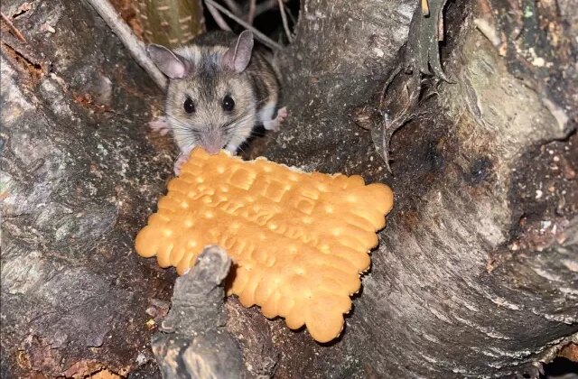 Nesli tükenmekte olan fareyi lokumlu bisküviyle besledi