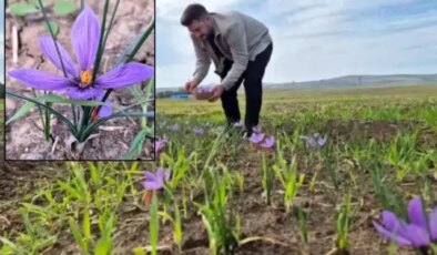 O ilimiz resmen şaha kalkacak! Fiyatını duyanlar “yok artık” diyor